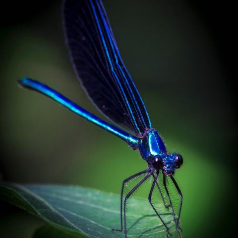photo of an ebony jewelwing damselfly