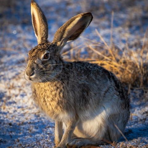 photo of a black-tailed jackrabbit
